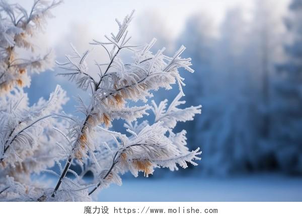 冬天的树枝上覆盖着霜雪大自然树枝